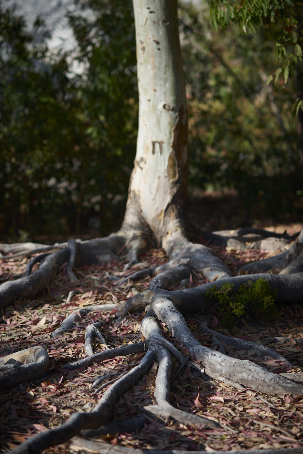 tree roots